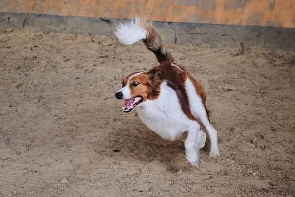 Çeviklik Yarışmaları Evcil Hayvan Insan Arasındaki Teması Geliştirmek Için Köpekle — Stok fotoğraf