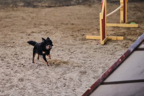 Concursos Agilidad Deportes Con Perro Para Mejorar Contacto Entre Mascota —  Fotos de Stock