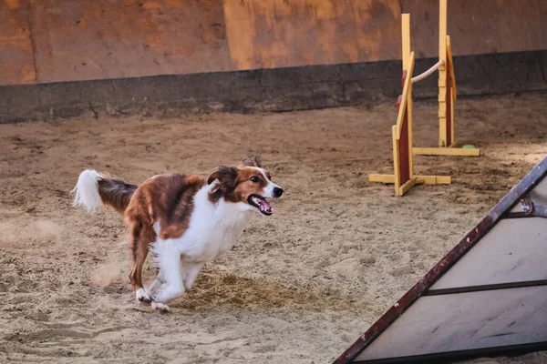 Competizioni Agilità Sport Con Cane Migliorare Contatto Tra Animale Domestico — Foto Stock