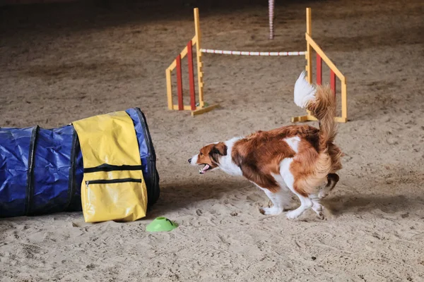 Çeviklik Yarışmaları Evcil Hayvan Insan Arasındaki Teması Geliştirmek Için Köpekle — Stok fotoğraf