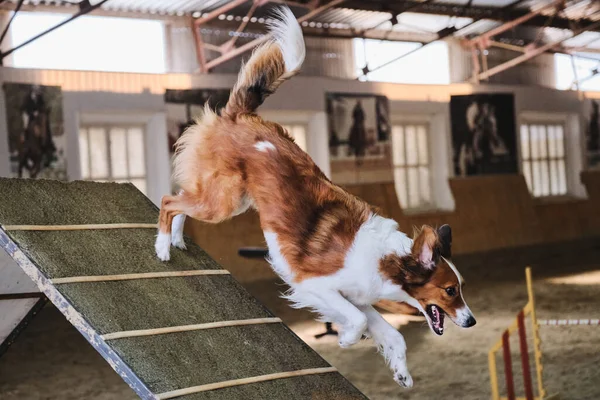 Agilità Competizioni Sportive Con Cane Migliorare Contatto Tra Animale Domestico — Foto Stock