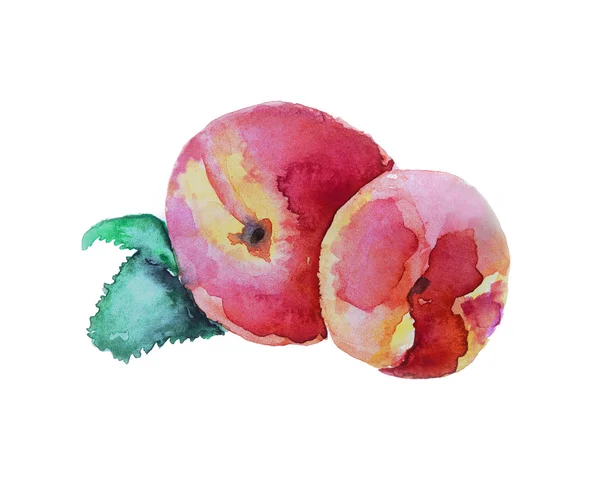 桃花的手画的水彩，白色的背景上。光栅图 — 图库照片