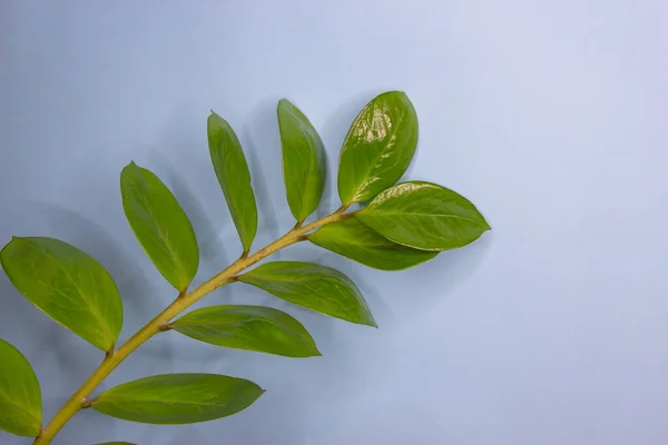 Ramas de hojas verdes sobre fondo azul. Planta interior zamiakulkas — Foto de Stock