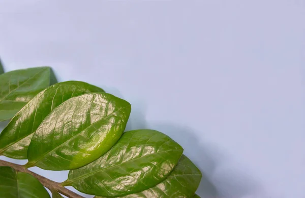 Papel pintado creativo con patrón de hoja. Fondo azul con hojas verdes, marco natural con espacio de copia. — Foto de Stock