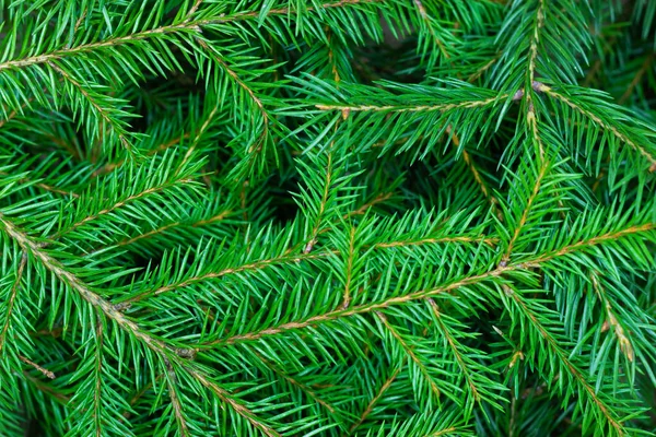 Фон з зелених ялинових гілок. Крупним планом різдвяна ялинка — стокове фото