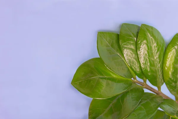 Papel pintado creativo con patrón de hoja. Fondo azul con hojas verdes, marco natural con espacio de copia. — Foto de Stock
