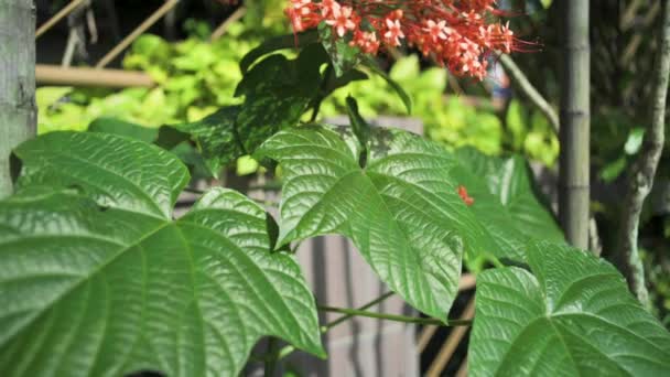 Close Vista Filmato Foglia Verde Fiore Rosso Clerodendrum Paniculatum Fiore — Video Stock