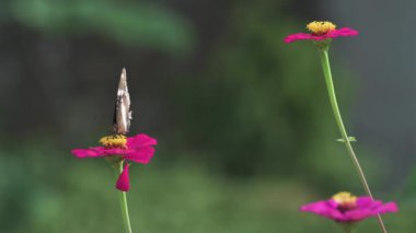 Zinya çiçeğindeki Medaow Kelebeği bulanık arka planda sallanıyor