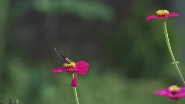 Łąka Motyl Cynnia Kwiat Wietrzny Dzień Zbliżenie Widok Zamazanym Tle — Wideo stockowe