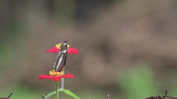 ゆっくりとした風の中でゆらゆらと揺れるジンニアの花の上にメドウ蝶のクローズアップビュー — ストック動画