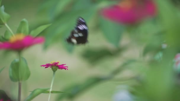 Meadow Brown Butterfly Zinnia Flower Close View Slow Swinging Green — Stok Video
