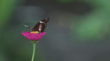 Kahverengi kelebek zinnia kırmızı çiçeğiyle besleniyor. Arkaplanı bulanık ve yakın plan.