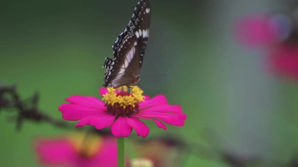 Medaow Motyl Cynnia Kwiat Huśtawka Zbliżenie Widok Zamazanym Tle — Wideo stockowe