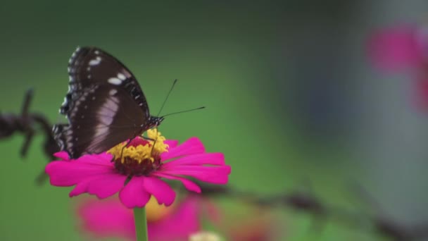 Piękny Brązowy Motyl Kwiat Cynku Zbliżenie Zielonym Drutu Ogrodzenia Rozmyte — Wideo stockowe