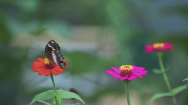 Swingende Bruine Vlinder Winderige Dag Close Uitzicht Oranje Zonnebloem Met — Stockvideo