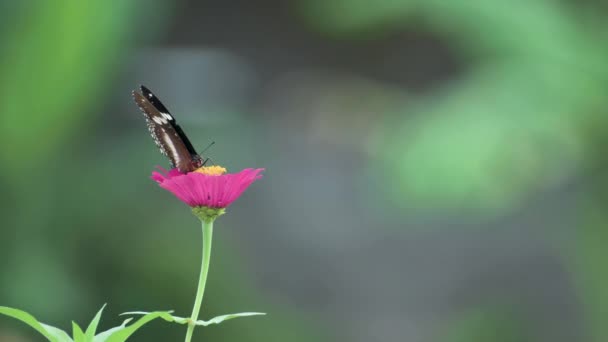 배경이 분홍빛지니아 나비의 모습을 가까이 보거나 매크로 사진을 — 비디오