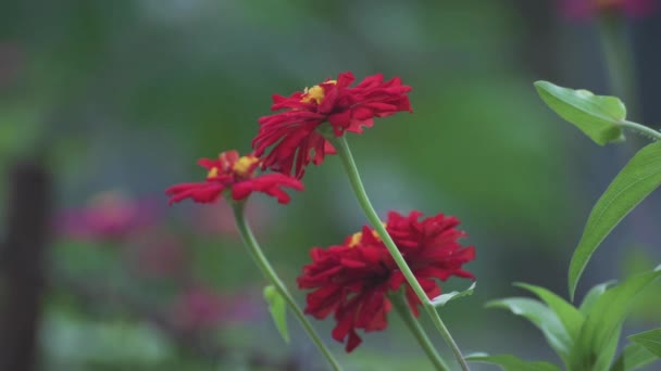 Röd Zinnia Blomma Detalj Närbild Med Suddig Bakgrund — Stockvideo