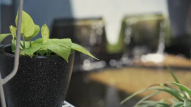 Güzel balık göleti manzaralı, dekoratif bitki manzaralı, hala çekimde ve raflarda odaklanma tekniğiyle çekilmiş..