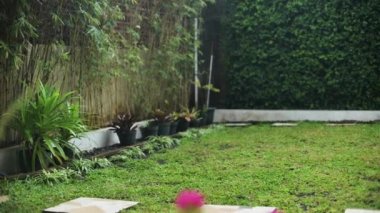 Bougainvillea çiçek bitkisinin açılışı.