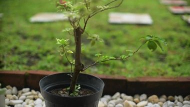 Temel görünümü göster ya da bulanık arkaplanı olan bougainvillea çiçeğini yukarı doğru eğ