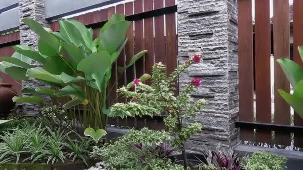 Giardino verde sul retro con recinzione in legno e varie piante decorative — Video Stock