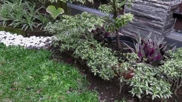 Terisolasi bougainvillea tanaman dekoratif dengan bunga merah dan hijau daun putih — Stok Video