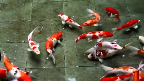 Multi Kolor Koi Ryby Pływanie Bliska Widok Czystej Wody Staw — Wideo stockowe