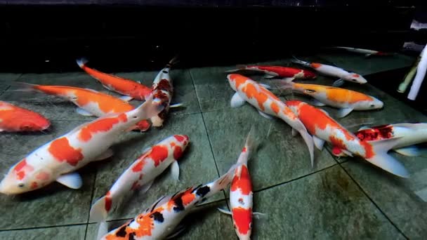 Smooth slow motion pesci koi nuotare in acqua limpida — Video Stock