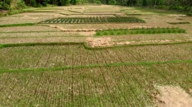 Kuru pirinç tarlası hava görüntüsü