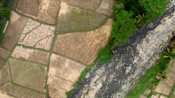 Aerial Top View Rice Farm Field Rocky Riverside Shot Drone — 图库视频影像