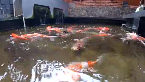 Low angle Koi fishes swim at surface — Wideo stockowe