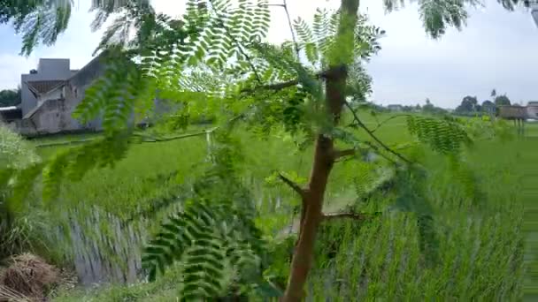 Belo campo de fazenda de arroz verde — Vídeo de Stock