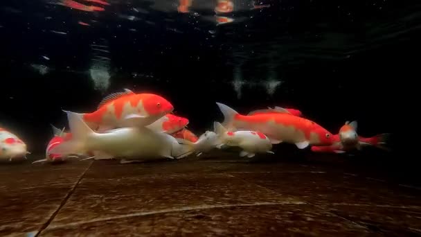 Imagens subaquáticas de peixes koi close-up vista com fundo escuro — Vídeo de Stock