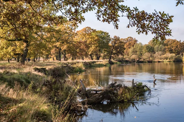 Hermoso Paisaje Roble Con Ramas Torpes Cerca Del Río Otoño — Foto de Stock