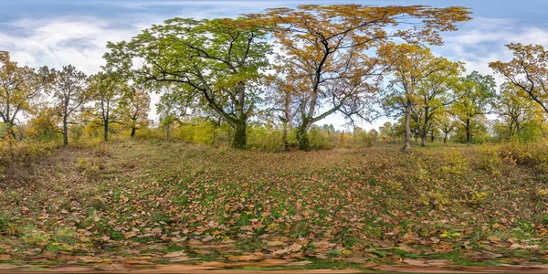full seamless spherical hdri panorama 360 degrees angle view of beautiful landscape in oak grove with clumsy branches in gold autumn in equirectangular projection, ready VR AR content