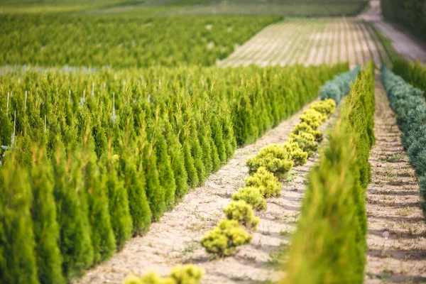 Rows Young Conifers Greenhouse Lot Plants Plantation — Stock Photo, Image