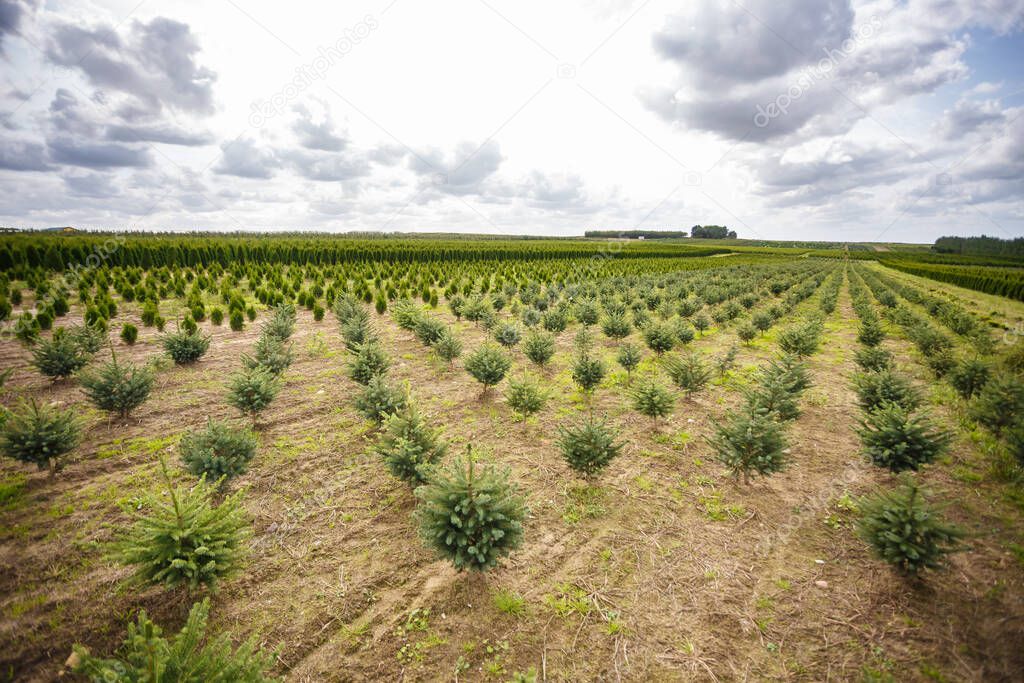 rows of young conifers in greenhouse with a lot of plants on plantation