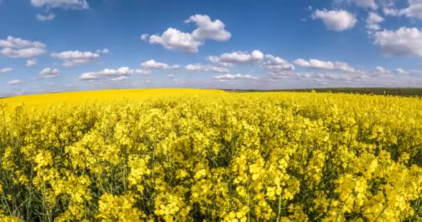 Langsame Verwandlung Der Landschaft Einen Winzigen Planeten Raumkrümmung Rapsfeld Sonnigem — Stockvideo