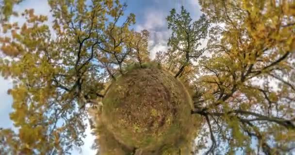 Little Planet Spinning Torsion Looking Oak Grove Forest Bucle Rotación — Vídeo de stock