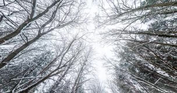 Drehung Und Drehung Und Blick Den Winterlich Verschneiten Wald Bäume — Stockvideo