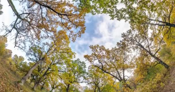 Spinning Und Torsion Und Blick Den Eichenhain Wald Bäume Wachsen — Stockvideo
