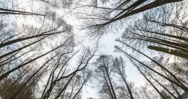 旋转和扭转 仰望着冬季的森林 天空中生长的树 — 图库视频影像