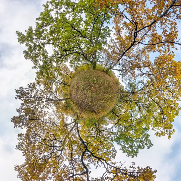tiny planet transformation of spherical panorama 360 degrees. Spherical abstract aerial view in oak grove with clumsy branches in gold autumn. Curvature of space.