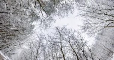 Kış ormanının dairesel hareketi. Gökyüzünde büyüyen ağaçlar