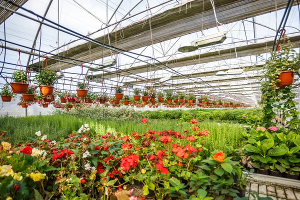 Rzędy Młodych Kwiatów Szklarni Dużą Ilością Roślin Wewnętrznych Plantacji — Zdjęcie stockowe