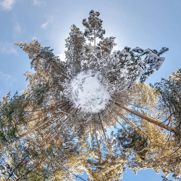 Winter tiny planet in snow covered forest in blue sky. transformation of spherical panorama 360 degrees. Spherical abstract aerial view in forest. Curvature of space.