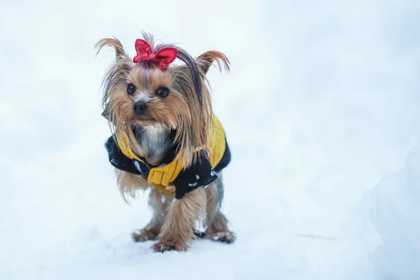 Lovely Puppy Female Yorkshire Terrier Small Dog Red Bow Snow — Stock Photo, Image