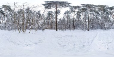 Kış tam küresel hdri panorama 360 derecelik açıyla karlı çam ormanında eş dikdörtgen açıyla izleniyor. VR AR içeriği. Hortum sonrası Lars
