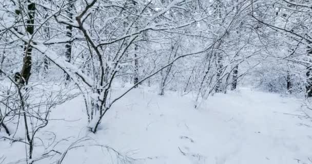 冬季雪地森林中的圆形圆形全景 — 图库视频影像