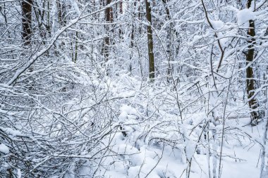 Karla kaplı bir çam ağacı ormanı. Kar yağarken güzel bir kış manzarası